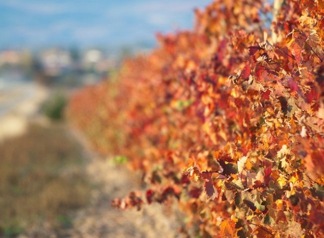 foto desenfocada de un vinedo